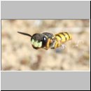 Philanthus triangulum - Bienenwolf w35 im Nestanflug.jpg